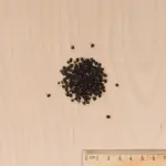 Fleurs - Coquelourde Rose du Ciel - MEDIA_3D